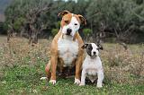 AMSTAFF  ADULT & PUPPIES 021